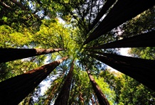 Muir Woods & Sausalito Half Day Tour